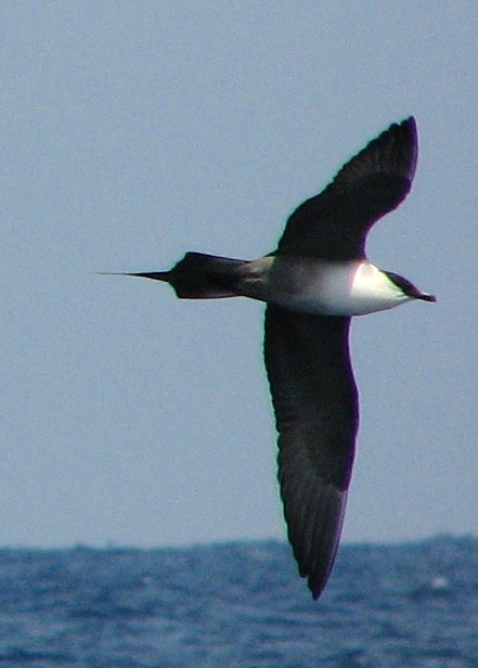 Long-tailed Jaeger